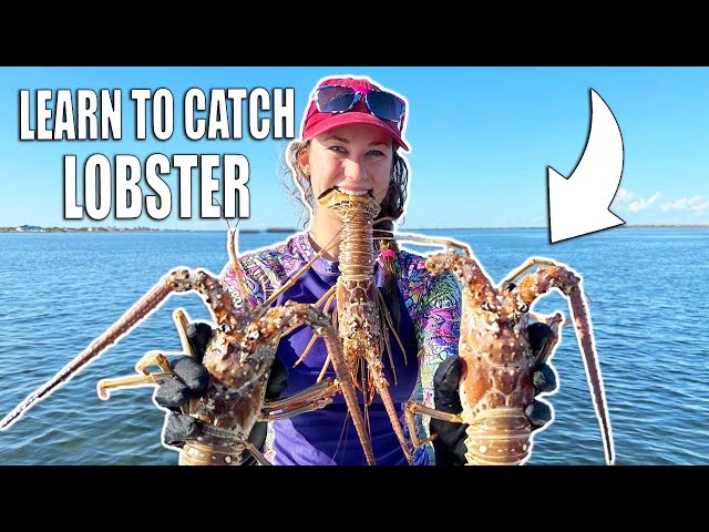 HOW TO CATCH LOBSTER with Net and Tickle Stick Free Diving