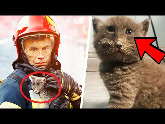 Fireman Saves Strange Cat - Then The Vet Says ”We Have A Big Problem”
