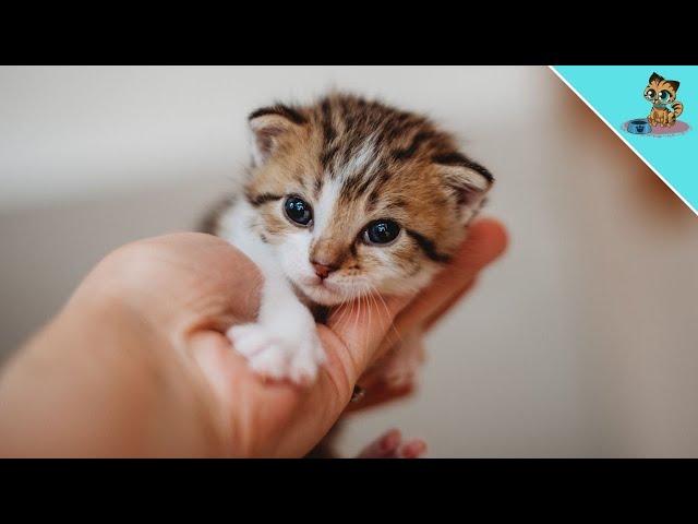 Entwicklung eines Katzenbabys 0-8 Wochen ⭐️