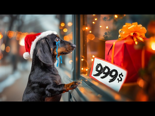 The Pain Truth About Christmas! Cute & Funny Dachshund Dog Video!