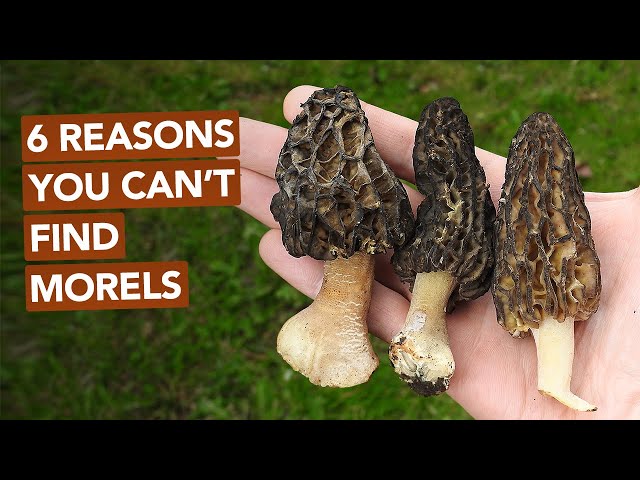 6 Reasons You Can't Find Morel Mushrooms