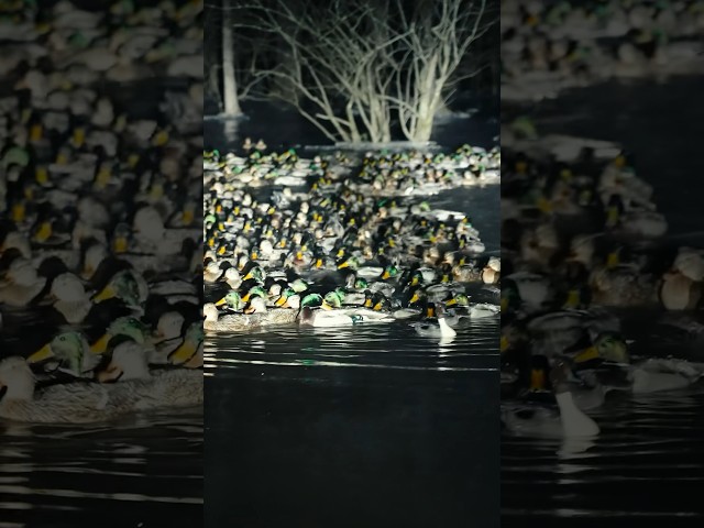 Thousands Of Mallards In Public Timber #shorts #duckhunting #drduck