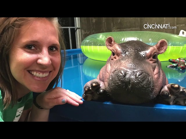 Fiona the hippo's first birthday