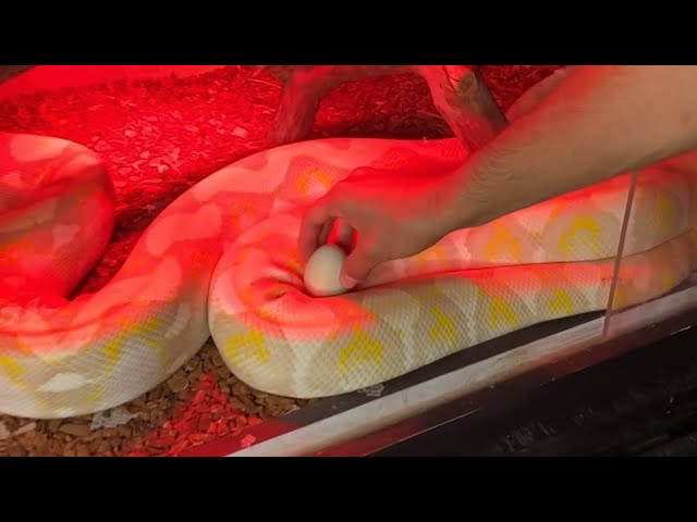 Hatching a chicken egg using a snake 🐍 #shorts