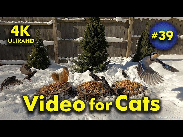 4K TV For Cats | Snow at the Pines | Bird and Squirrel Watching | Video 39