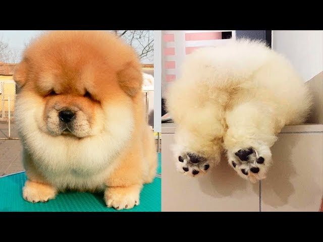 THE CUTEST DOG BREEDS In The World