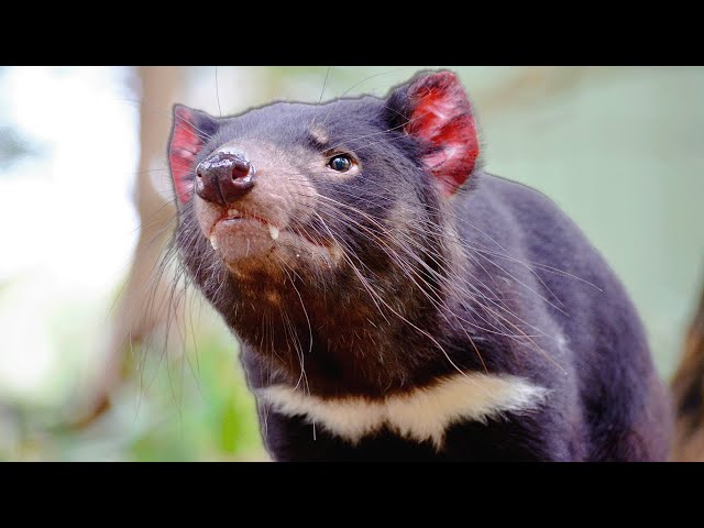 Tiny Tasmanian Devil Pups Survive Against Nature's Deadliest Predators | Real Wild
