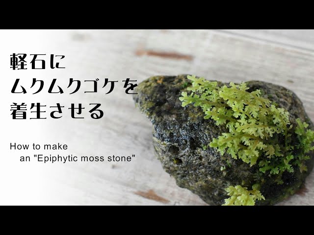 How to make an "Epiphytic moss stone" | 【Trichocolea tomentella】