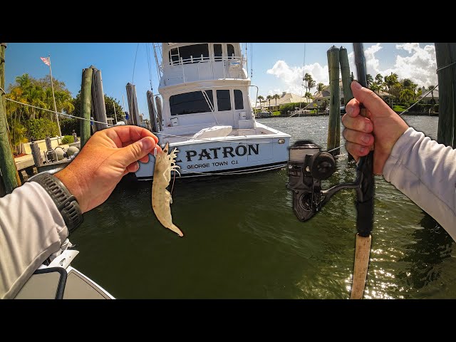 Fishing Florida Saltwater Residential Canals with Live Shrimp!!