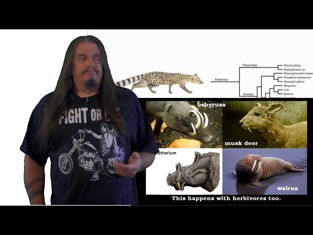Systematic Classification of Life - ep42 Hominidae