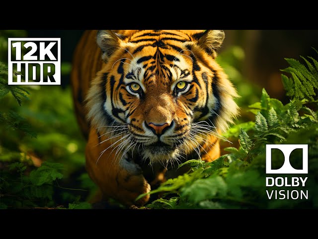 ULTIMATE WILDLIFE (Dolby Vision®) 12K ULTRA HD HDR