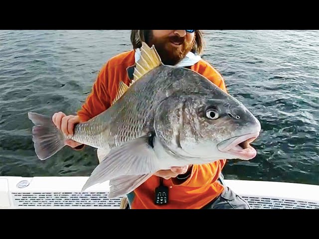 Simple Lure Trick To Get Spooky Black Drum On The Flats To Eat