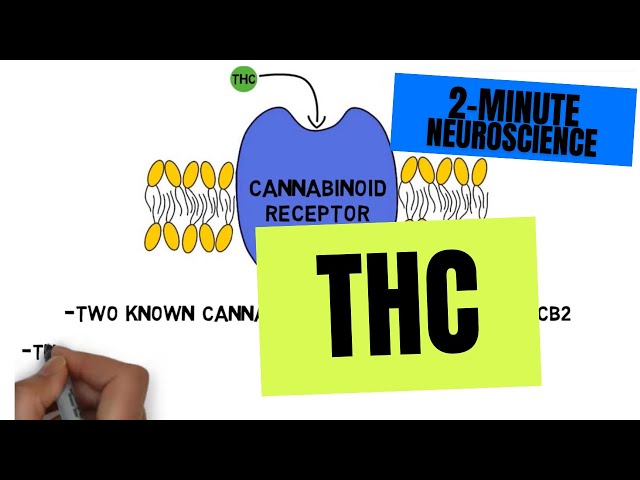 2-Minute Neuroscience: THC