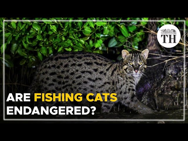 World's first fishing cat census at Chilika lake | The Hindu