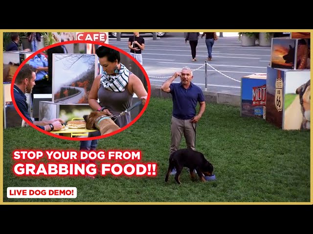 How To Stop Your Dog From Grabbing Food! (Dog Tips with Cesar Millan)