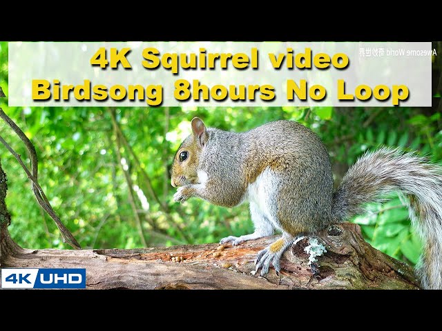 ASMR 8 HOURS of Birds Singing in the Woods, No loop, 4K Squirrel-3, Digital Stress Relief Therapy