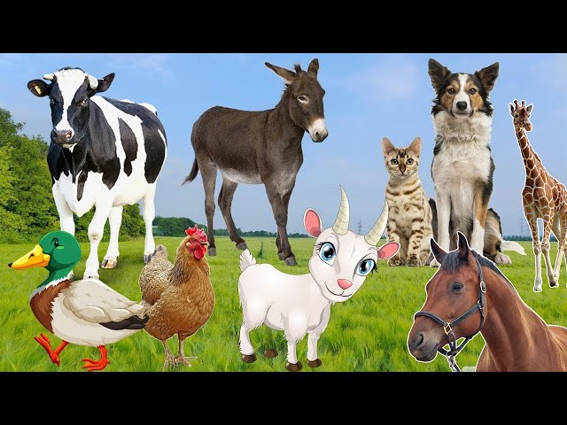 Lovely Animal Sounds Around Us: Giraffe, Dog, Cat, Donkey, Cow, Goat, Chicken, Horse | Animal Videos