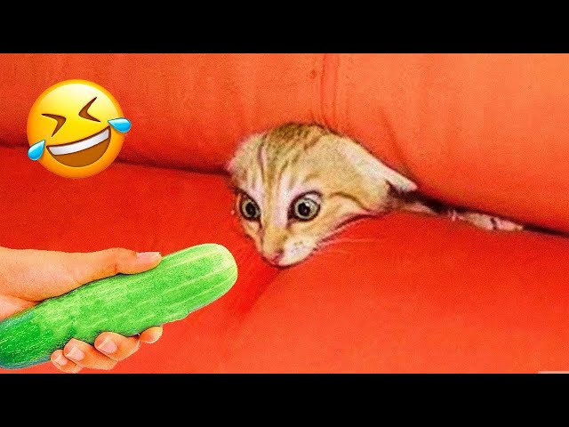 Hilarious Cats and Dogs 😹🐶 Funniest Animals 2024 🤣 Part 5