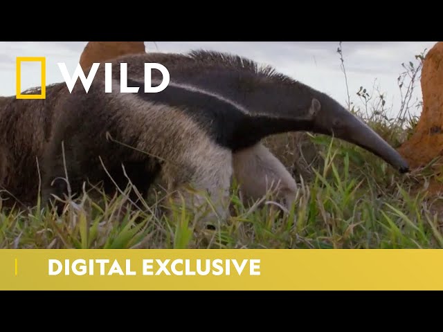 Giant Anteater vs Termites | South America's Weirdest Animals | National Geographic Wild UK
