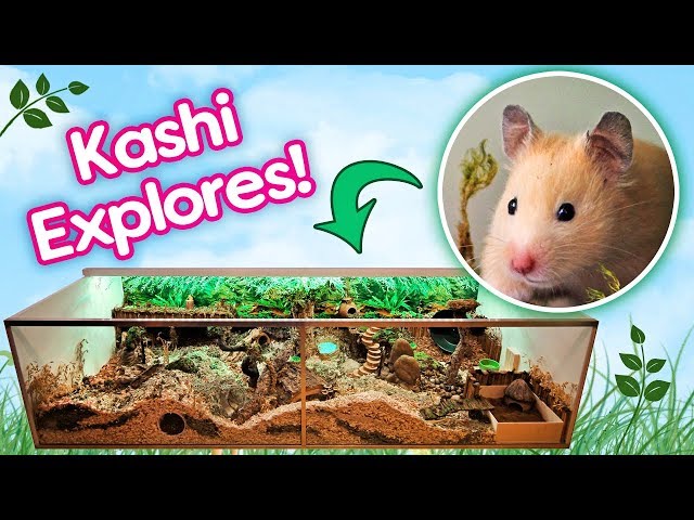 Hamster "Kashi" Explores Her Rainforest Cage for the First Time!