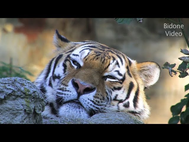 Zoo Leipzig - Relaxing Video