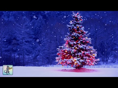 🎄 Christmas Videos