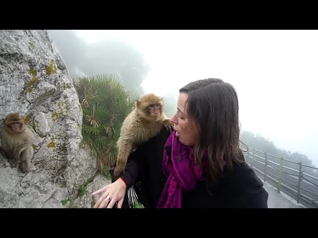 Being bitten by a monkey at Gibraltar