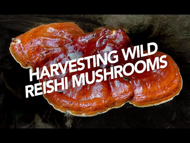 Harvesting Wild Reishi Mushrooms