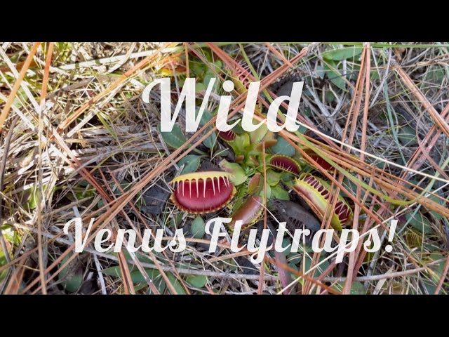 Checking out Venus Flytraps in their NATIVE habitat