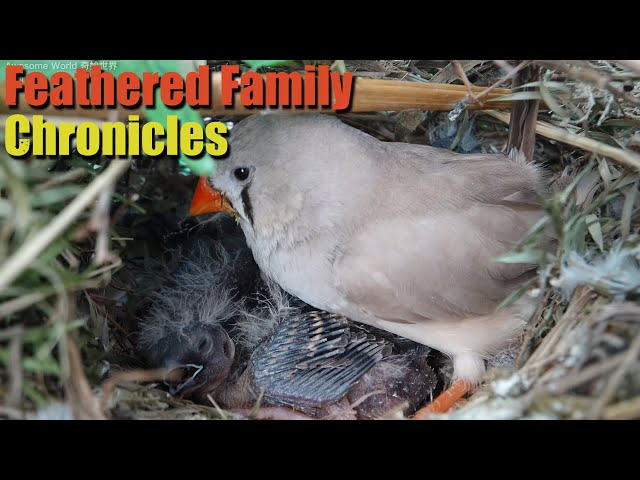 Feathered Family Chronicles Day 10: A Heartwarming Journey of Bird Parents Raising Their Newborns