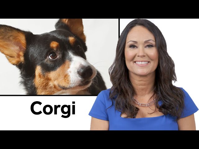 Every Dog Breed Explained (Part 1) | WIRED