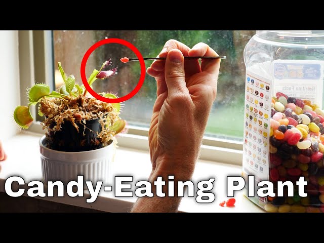 What If You Feed a Venus Flytrap Candy Instead of Flies?