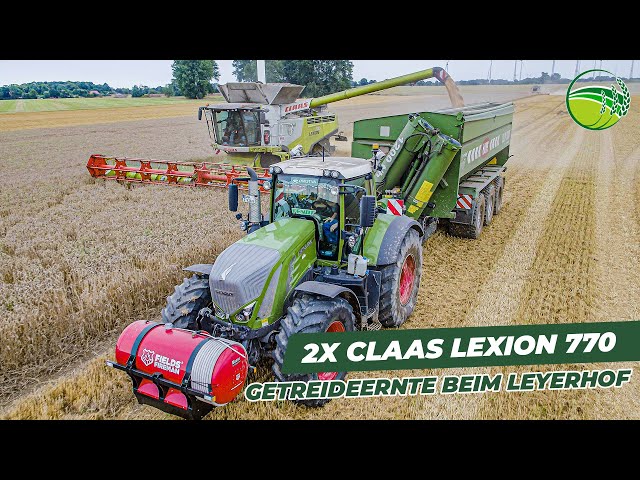 Grain harvest with two Claas Lexion combine harvesters and a Fendt 936 tractor