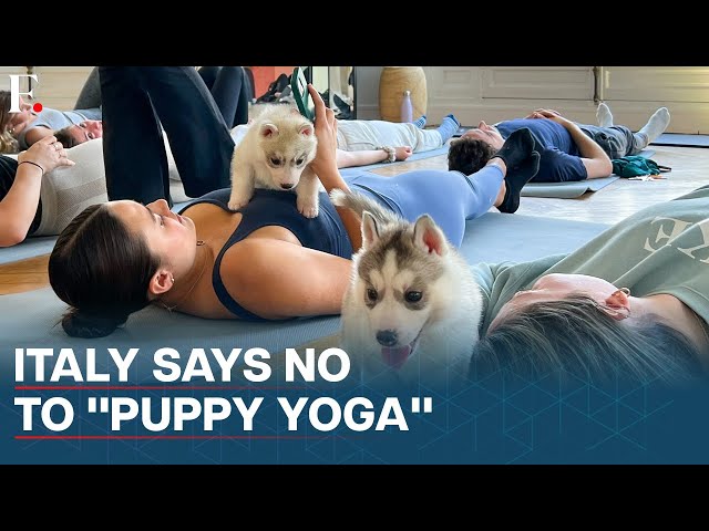 Italy Bans “Puppy Yoga” Classes Citing Health Concerns