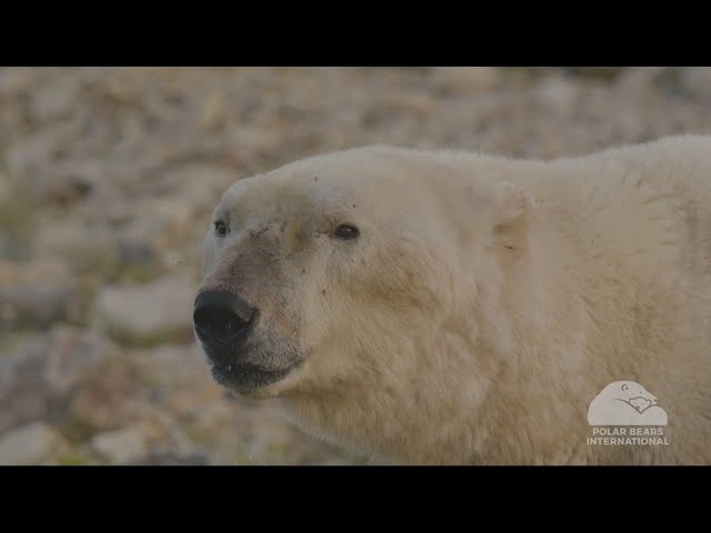 Polar bears dropping weight as Arctic warms up amid climate change