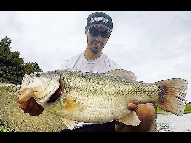 Fishing for the FATTEST BASS ever! They are HUGE!