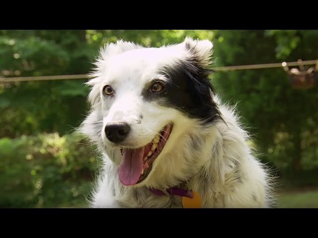 Dog Understands 1022 Words! | Super Smart Animals | BBC Earth