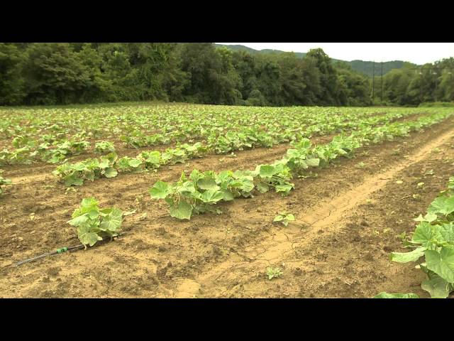 Ingles Local Produce - New Sprout Organic Farms