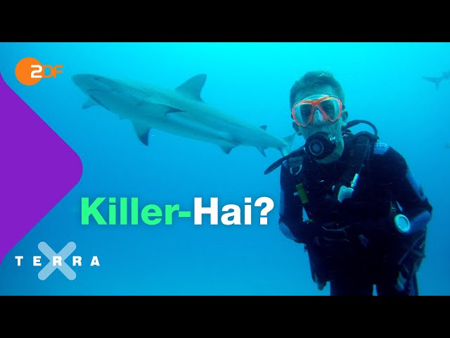 Wie gefährlich Haie für den Menschen sind | Terra X plus
