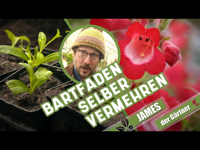 Pflege und Vermehrung der Staude Penstemon | James der Gärtner