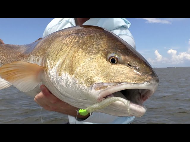 The Science Behind The Bull Redfish Migration