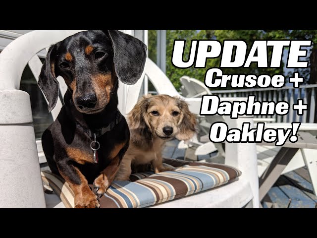 LIVE UPDATE with Crusoe, Daphne.. and OAKLEY!
