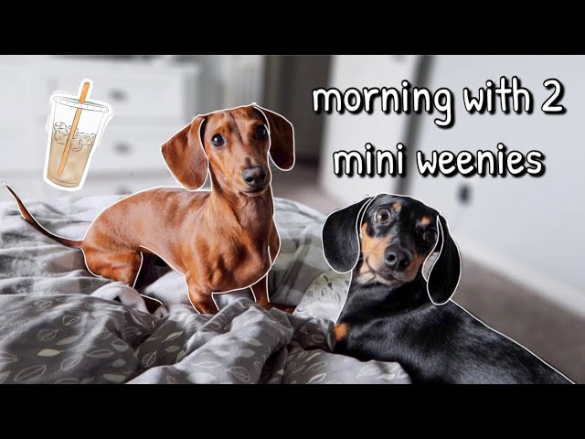 Realistic Mini Dachshund Morning Routine!!