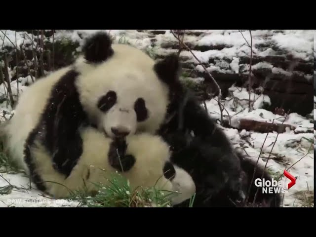 Twin pandas enjoy snow day