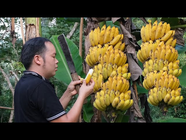 FULL VIDEO: 75 days of harvesting bananas, Preservation Process - Build chicken coop