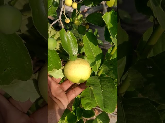 Gandharaj lemon Big size #lemon #Jumbo size