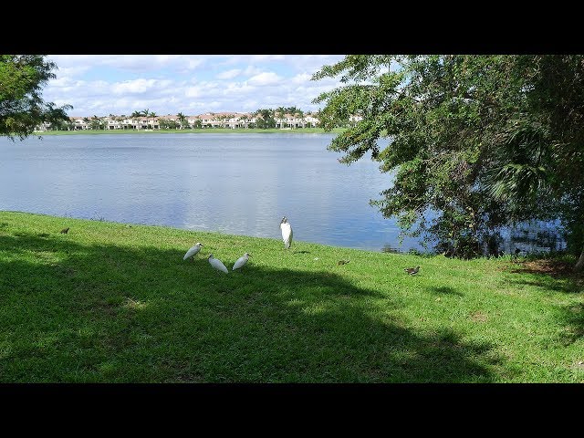 Critter Gathering at Lake - Iguanas, Wood Stork, Ibises, Moorhens - Boca Raton, FL  10.27.17