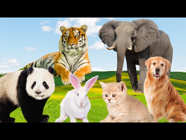 Baby Animals - Panda, Cat, Dog, Rabbit, Chicken - Animal Sounds