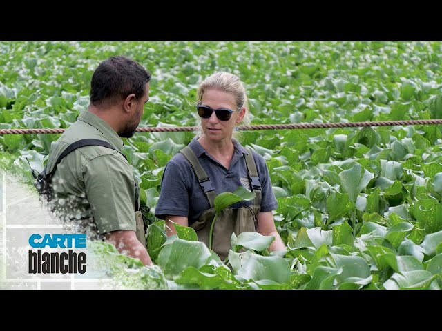 Hopped up about hyacinth | Carte Blanche | M-Net