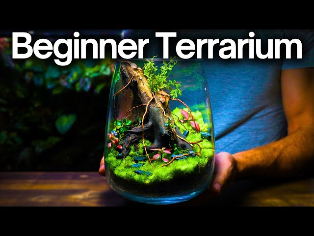 How To Make a Terrarium - Beginner Friendly Tutorial